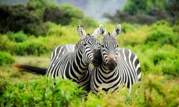 Zebras in Lake Mburo National Park