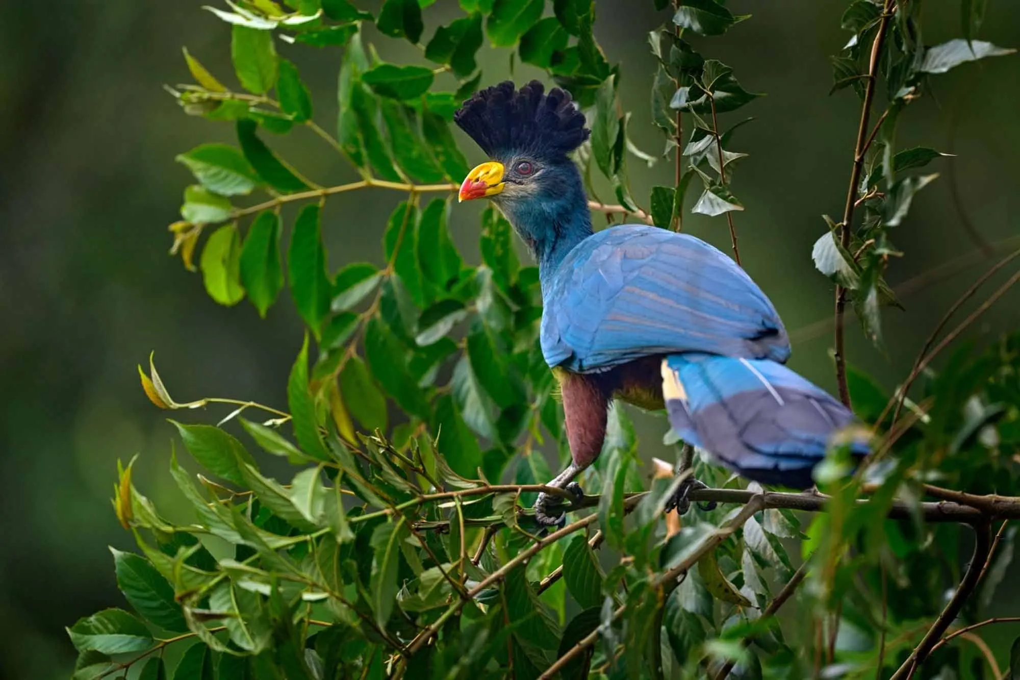 Great Blue Turaco at Kibale Forest National Park