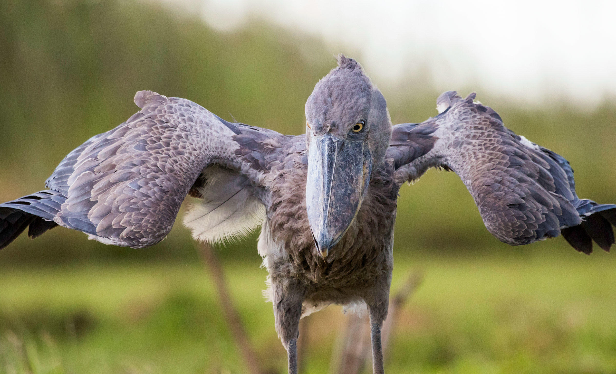 Shoebill Stork at Bangweulu Wetlands