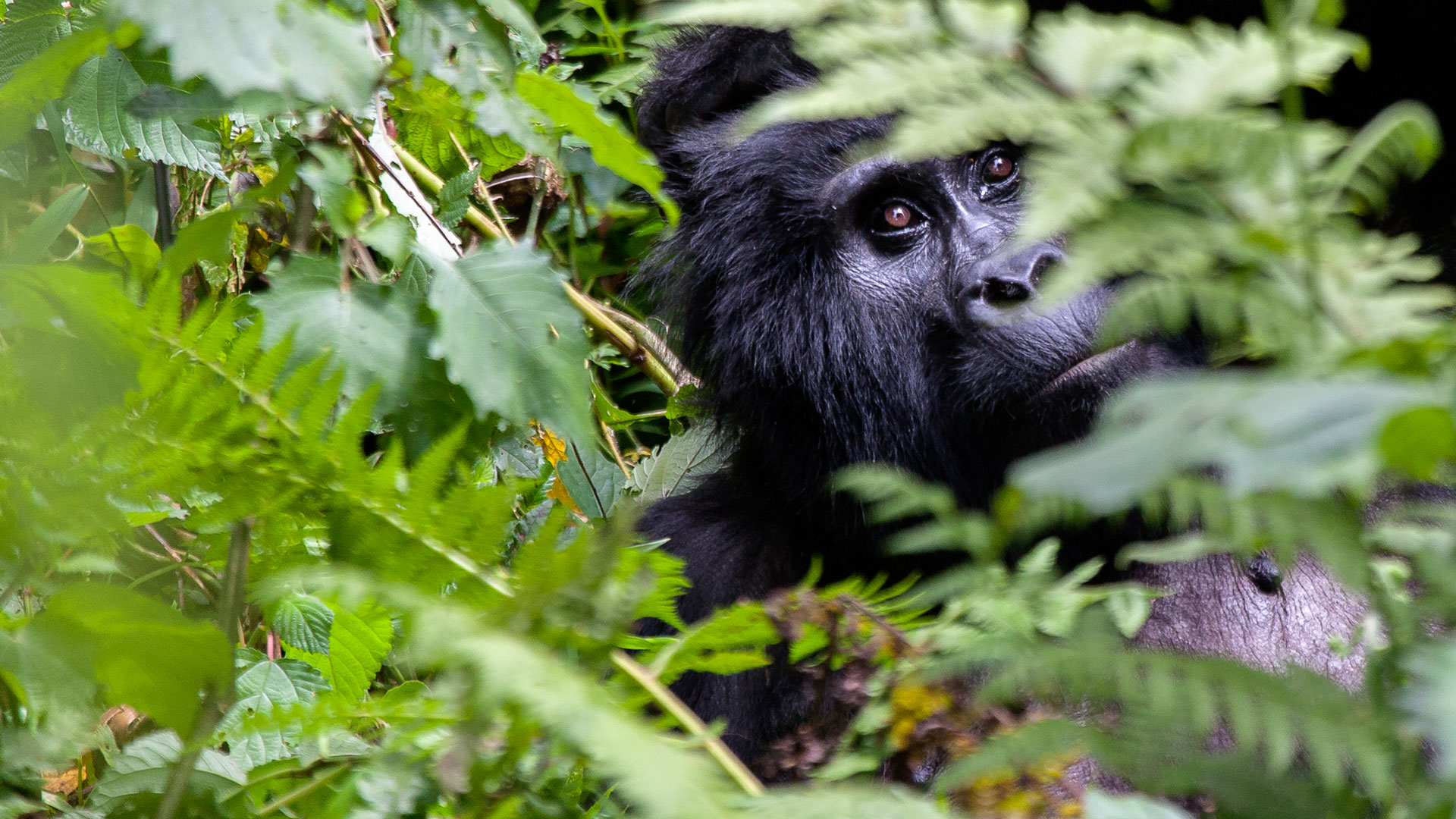 Bwindi Impenetrable National Park