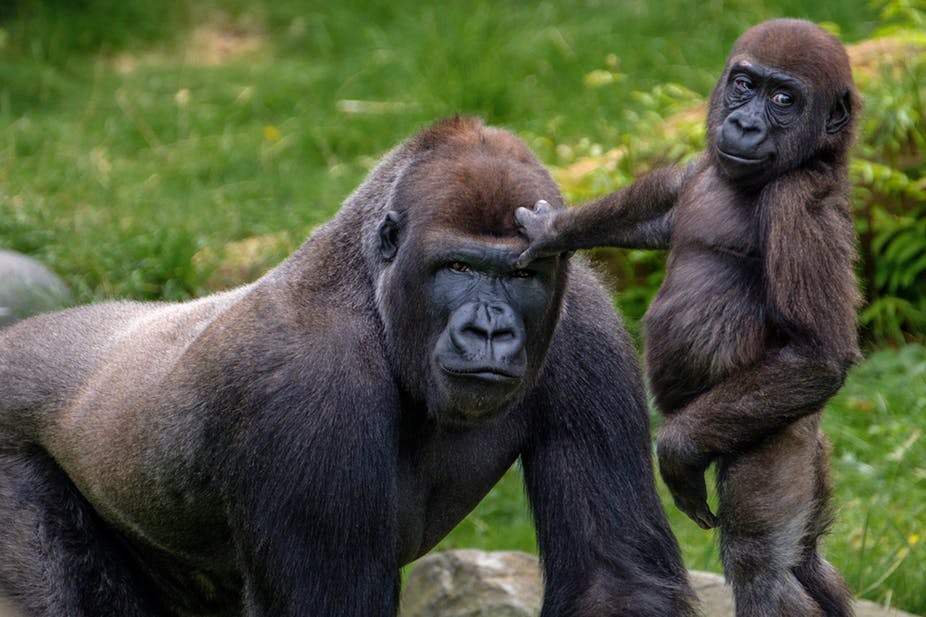 Adult gorilla with baby in Bwindi Forest