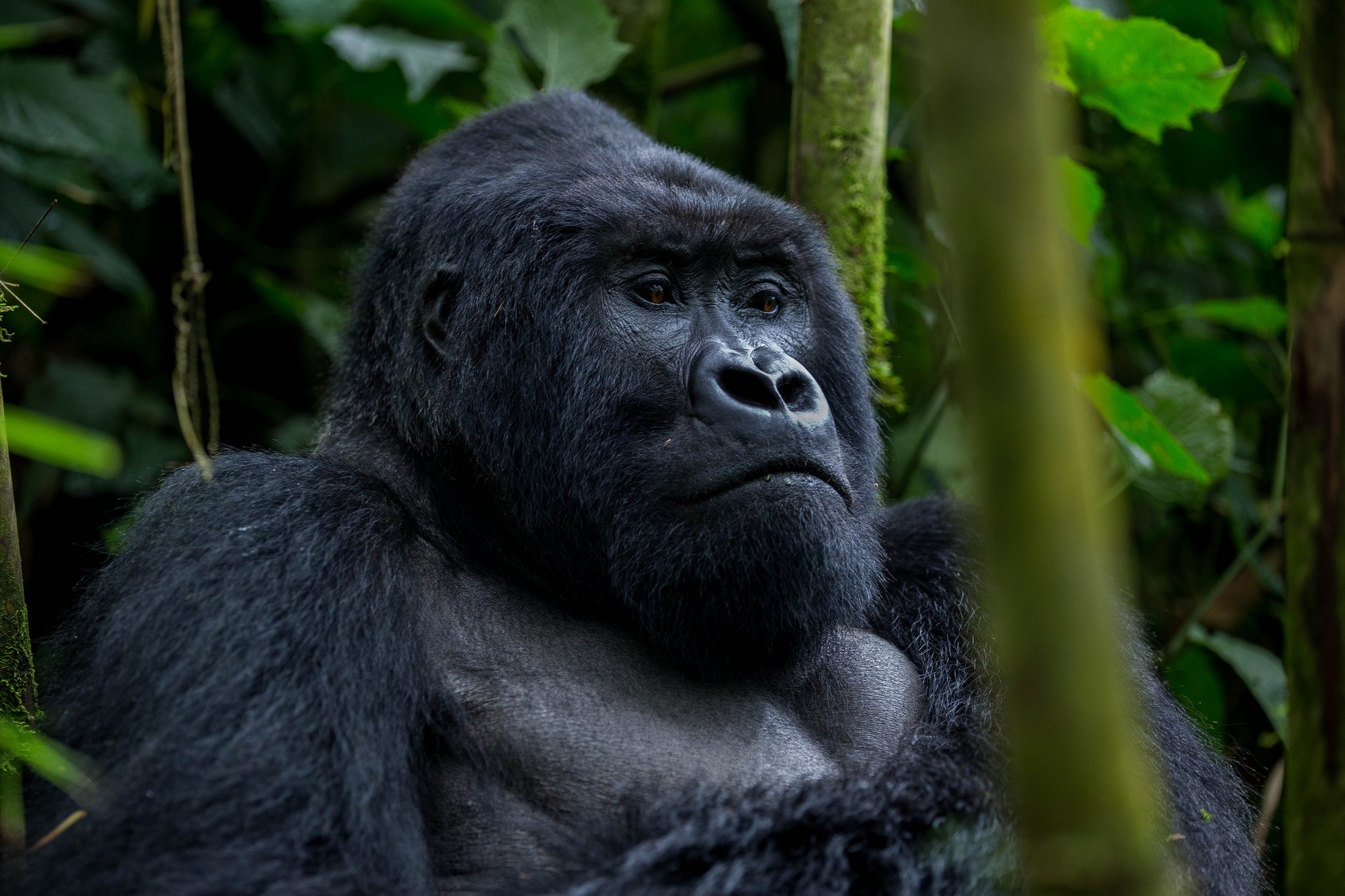 Silverback gorilla in Bwindi Forest
