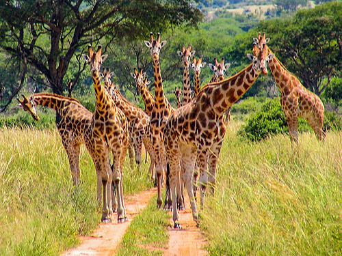 Kidepo Valley National Park