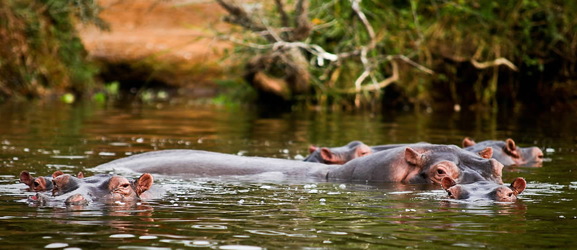 Hippos in Lake Mburo